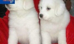 大白熊最新爆料,娱乐圈幕后真相大曝光！